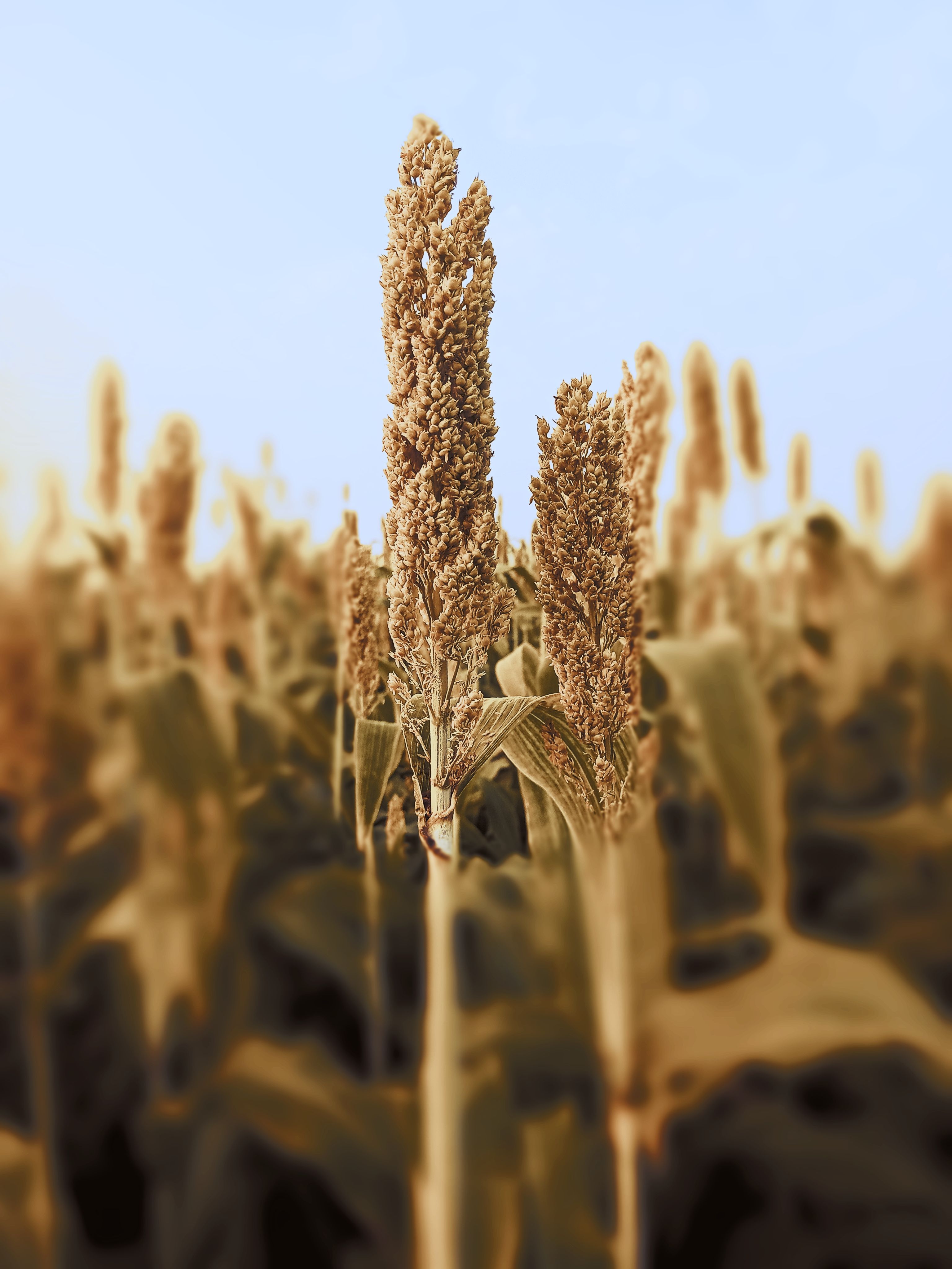 Espigas de cereal en un campo